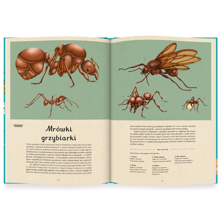 Okładka książki Insektarium